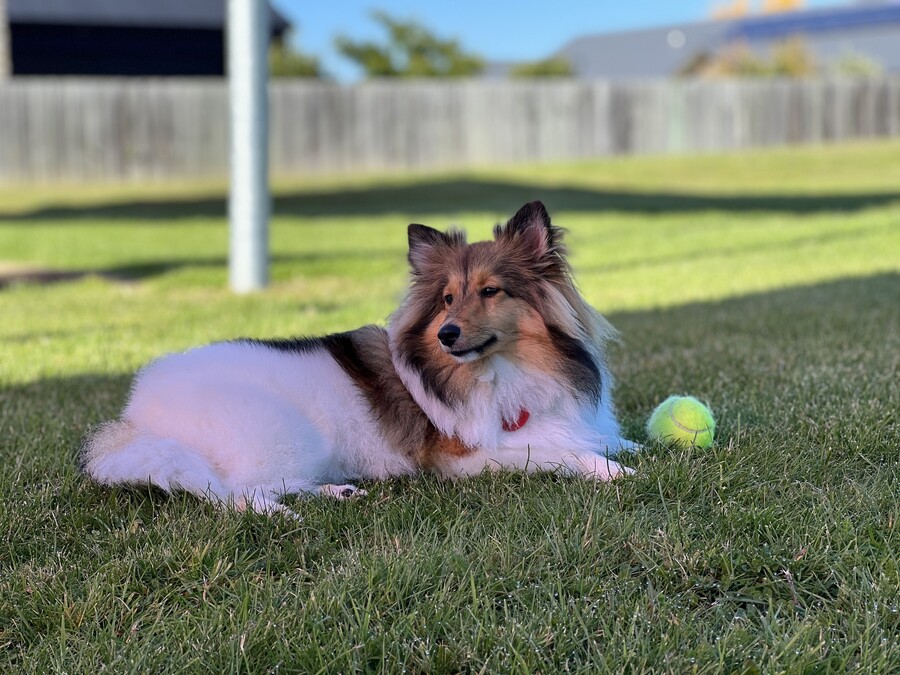 Daisy with one of her research balls